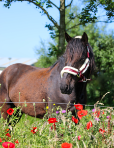 Kingsgarn Buzz Lightyear